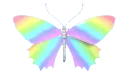 Butterfly11_AE