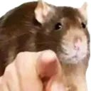 PointingRat PointingRat