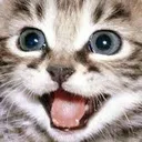 HappyCat HappyCat