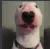 Walter Walter