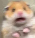 hamsterscared
