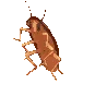 cockroach