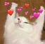 Heart Cat heartcat Discord Emoji