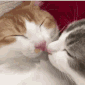 sug_catkith Discord Emoji