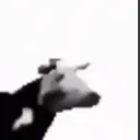cow_2 cow_2