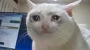 Sadcat sadcat Discord Emoji