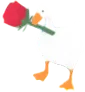 gooserose