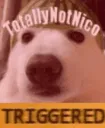 triggereddogeh triggereddogeh
