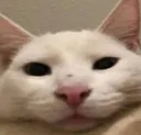 catbruh catbruh