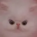 kittenangy