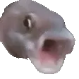 pogfish