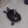 turtlewaterahah turtlewaterahah