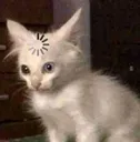 confusecat