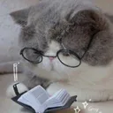 studycat studycat