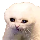 MemeCatCry