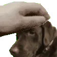 petsally