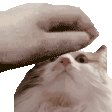 petpumpkin Discord emoji