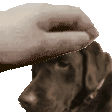 petsally Discord emoji
