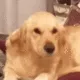 smiledoggo smiledoggo