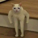 cat_stronk Discord Emoji