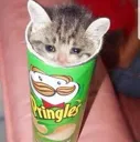 pringle_cat Discord Emoji