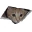 ch_catlurk Discord emoji