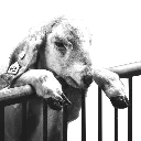 SadGoat Discord Emoji