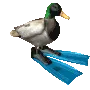 flipperduck1