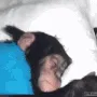 aChimpWakeyWakey