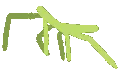 stickbug