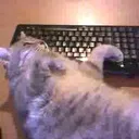aCat2