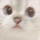 FeelsWeirdCat