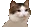 2ravecat