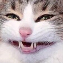 RWCatSmile Discord emoji