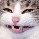 RWCatSmile