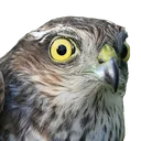 SparrowhawkAlert SparrowhawkAlert