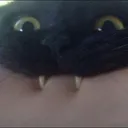 RWCatBite