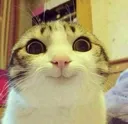 hihi