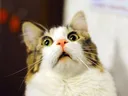 hooooo