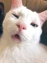 wut