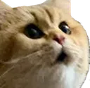 CatPog CatPog