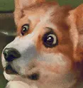 Kolodog
