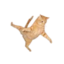 catto catto