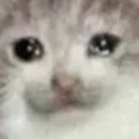 sadcat
