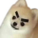 doge_mad Discord Emoji