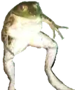 frogi