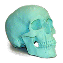 w_skull Discord emoji