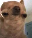 hmmmdog hmmmdog
