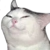 smug