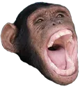 ChimpLaugh
